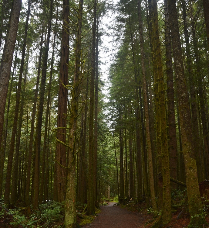 old-growth forest